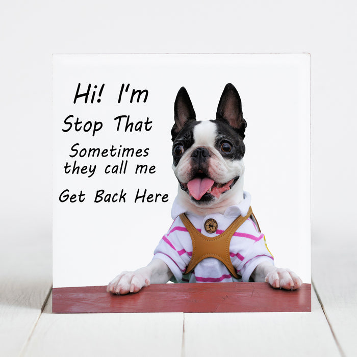 Boston Terrier
