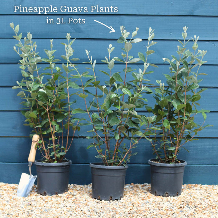 Pineapple Guava Plant | Feijoa sellowiana Soft Fruit