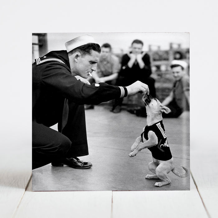 Salty, Coast Guard Mascot Dog