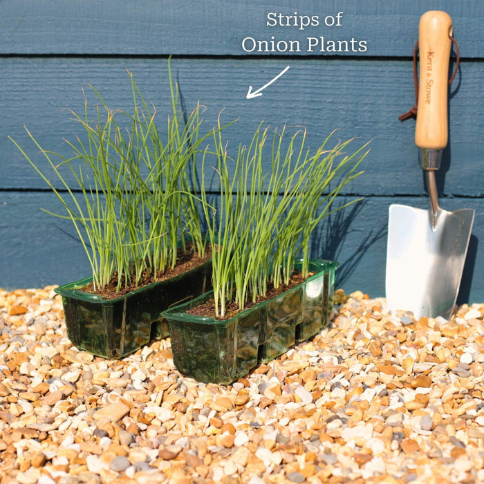 Red Onion Plants Vegetables
