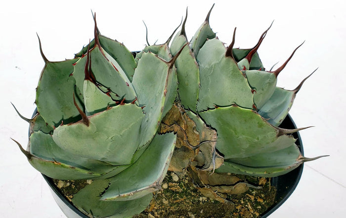 3-4 inch plant