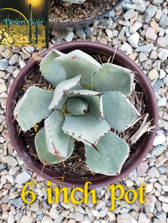 6 inch pot