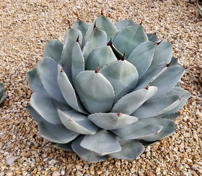 Artichoke Agave, Agave parryi var. truncata