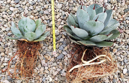 Artichoke Agave, Agave parryi var. truncata