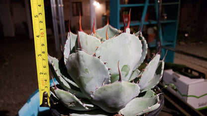 Artichoke Agave, Agave parryi var. truncata