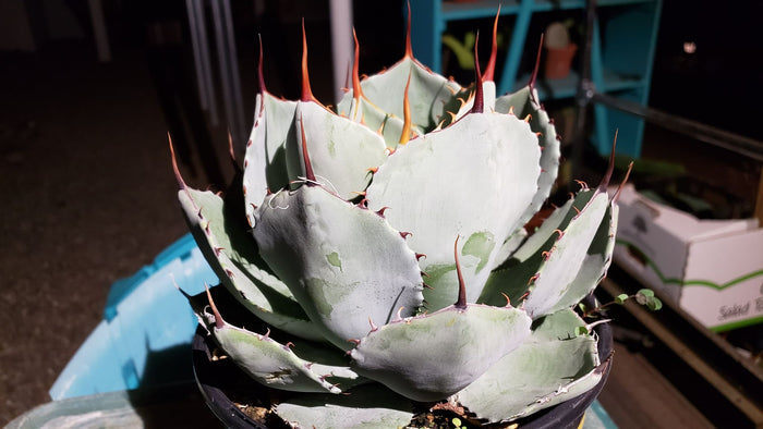 Artichoke Agave, Agave parryi var. truncata