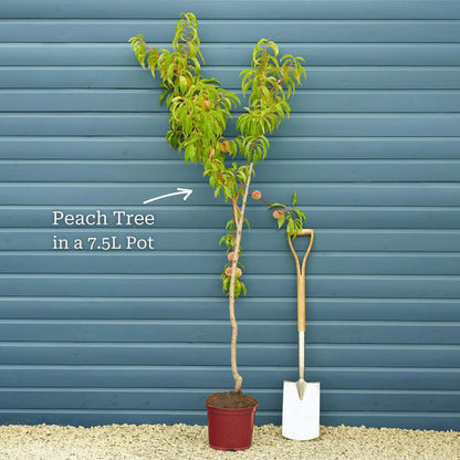 'Avalon Pride' Peach Tree Fruit Trees