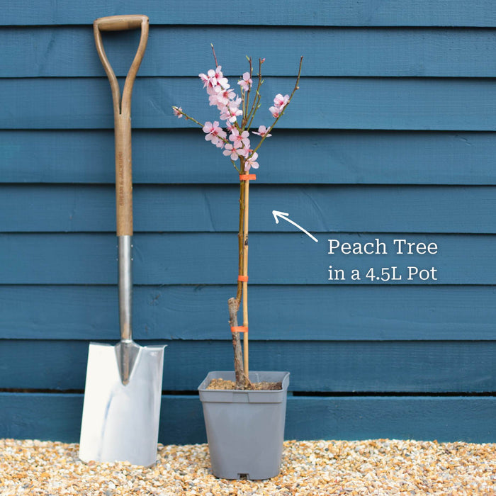 Patio Tree in a 4.5L Pot