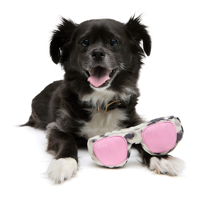 diff eyewear x pup box with puppy and pup box toy