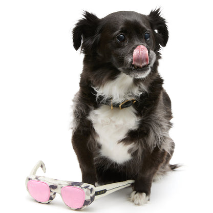 diff eyewear x pup box with puppy and pup box sunglasses toy