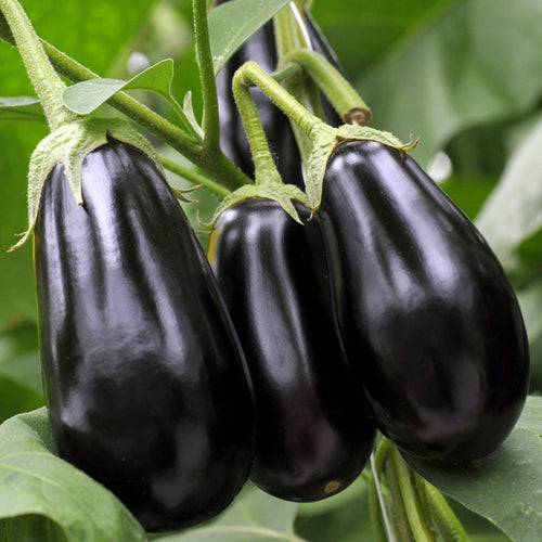 'Black Beauty' Aubergine Plants Vegetables