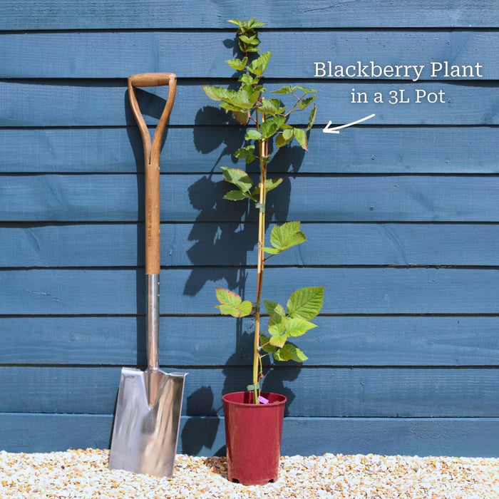 'Black Butte' Blackberry Plants Soft Fruit