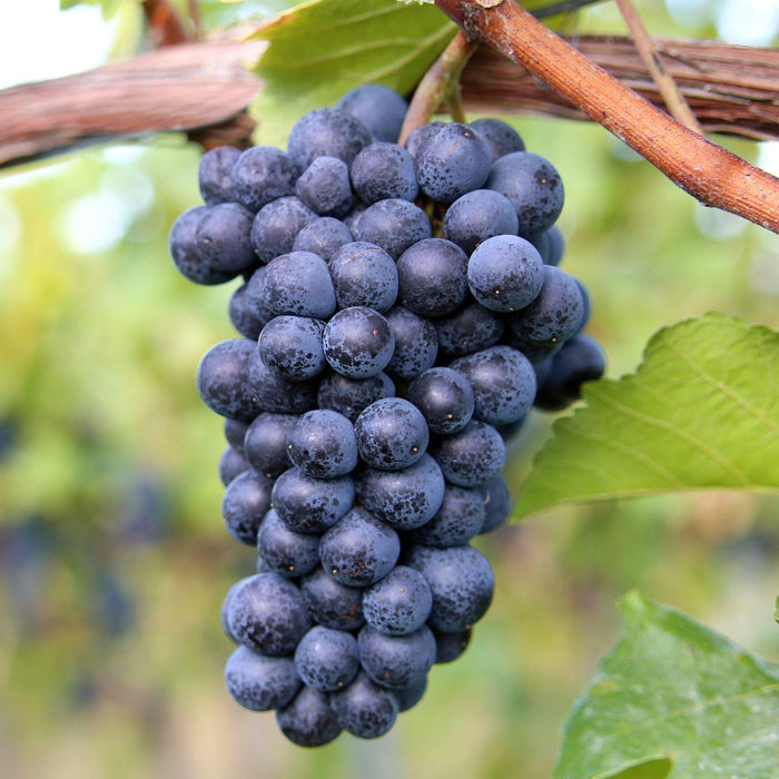 'Black Hamburgh' Indoor Grape Vine Soft Fruit
