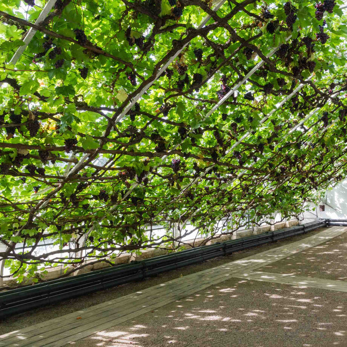 'Black Hamburgh' Indoor Grape Vine Soft Fruit