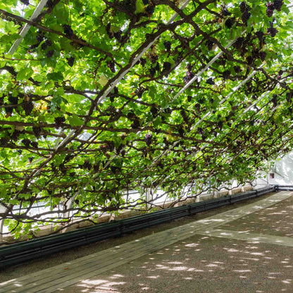 'Black Hamburgh' Indoor Grape Vine Soft Fruit