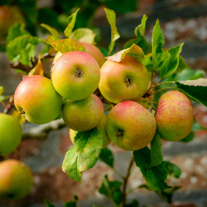 'Blenheim Orange' Apple Tree Fruit Trees
