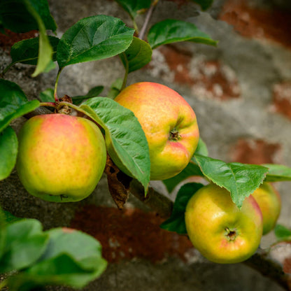 'Blenheim Orange' Apple Tree Fruit Trees