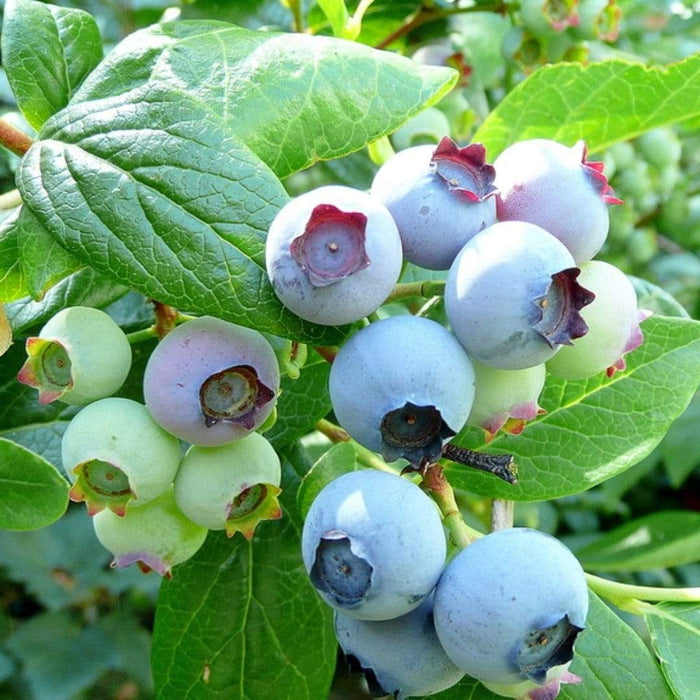 Bluecrop Blueberry Bush Soft Fruit