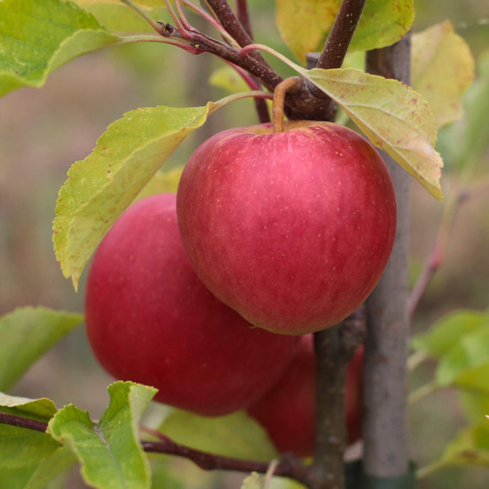 'Braeburn Hillwell' Apple Tree Fruit Trees