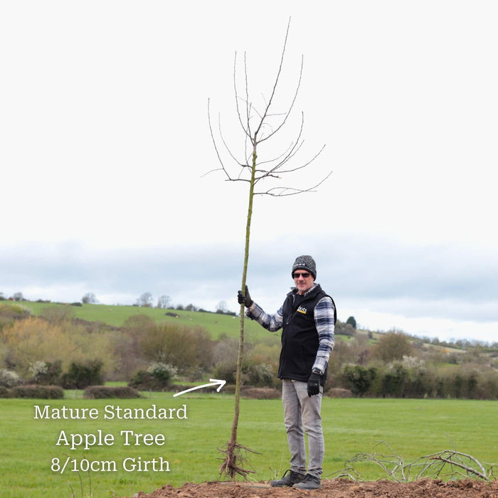 Standard Bare Root Tree - 8/10cm Girth Trunk