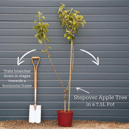 Stepover Tree in a 7.5L Pot