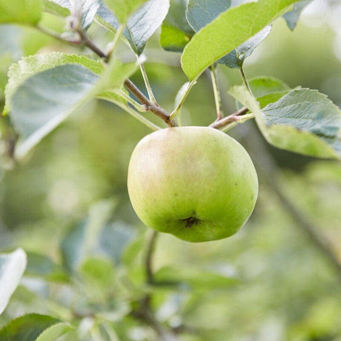 'Bramley's Seedling' Apple Tree Fruit Trees
