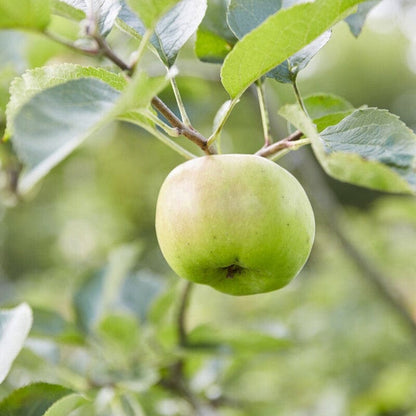 'Bramley's Seedling' Apple Tree Fruit Trees