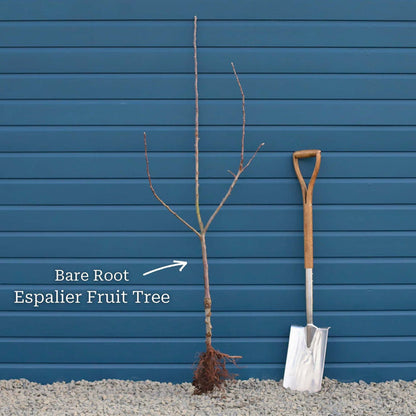 2 Year Old Bare Root Espalier
