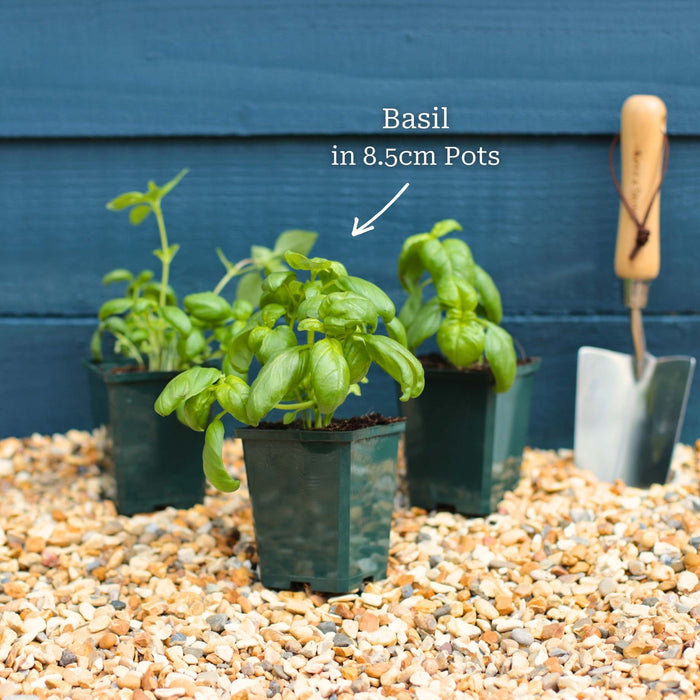British Basil Plants Vegetables