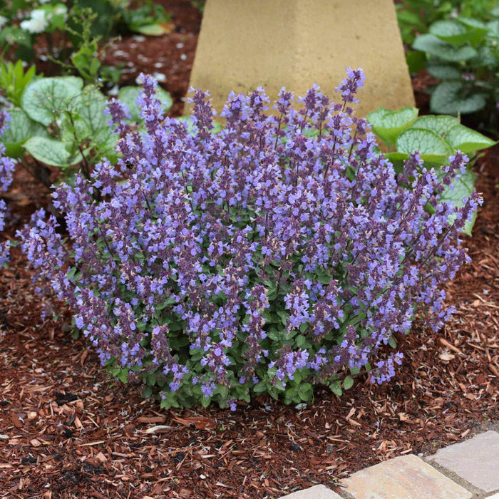 Catmint 'Purrsian Blue' | Nepeta Perennial Bedding