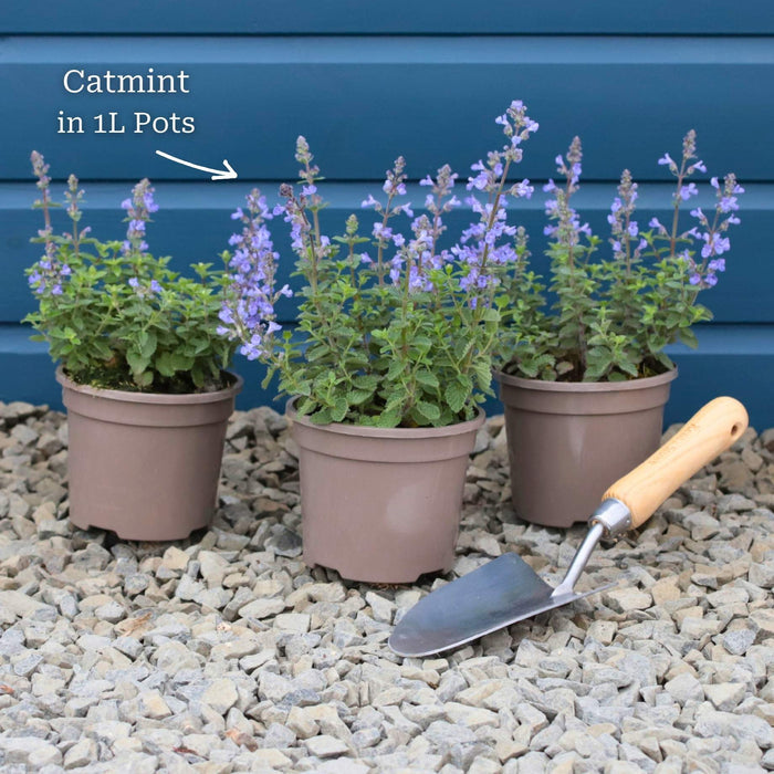 3 Garden-ready Plants in 1L Pots