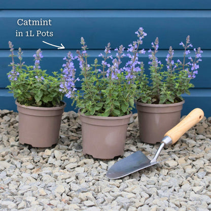 3 Garden-ready Plants in 1L Pots