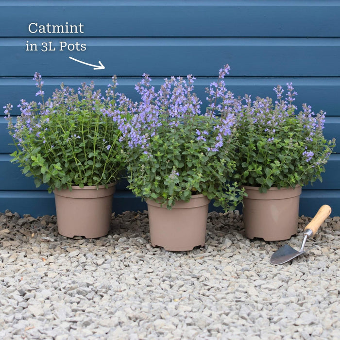 3 Premium Plants in 3L Pots