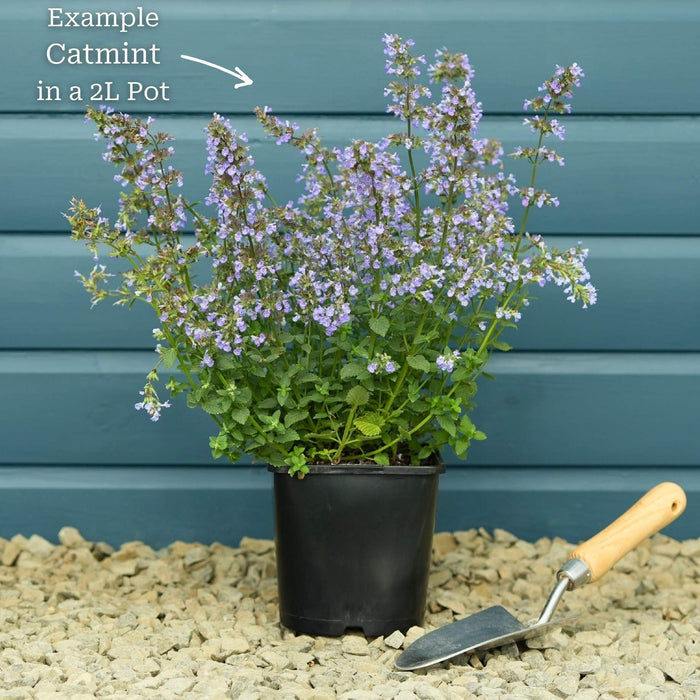 Premium Plant in a 2L Pot