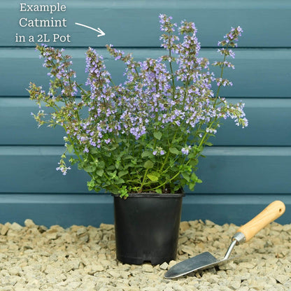Premium Plant in a 2L Pot