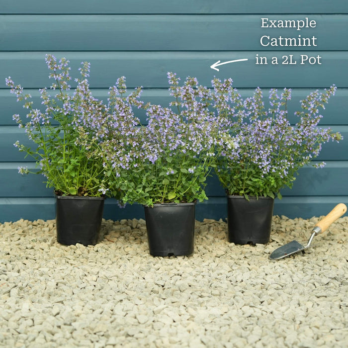 3 x Premium Plants in 2L Pots