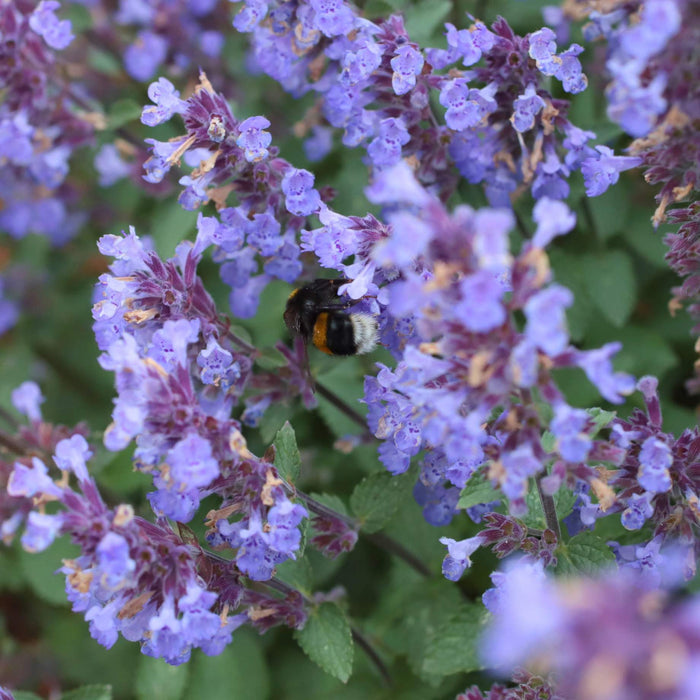 Catmint 'Purrsian Blue' | Nepeta Perennial Bedding