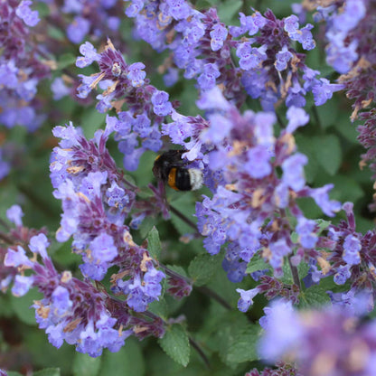 Catmint 'Purrsian Blue' | Nepeta Perennial Bedding