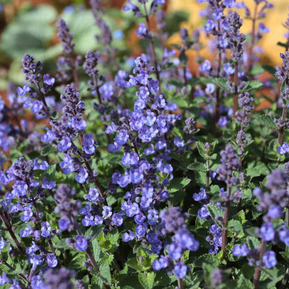 Catmint 'Purrsian Blue' | Nepeta Perennial Bedding