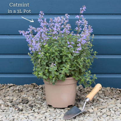 Catmint 'Purrsian Blue' | Nepeta Perennial Bedding