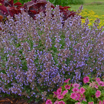 30cm Catmint 'Purrsian Blue' | Nepeta | 1L Pot Perennial Bedding