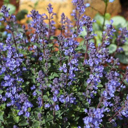 Catmint 'Purrsian Blue' | Nepeta Perennial Bedding