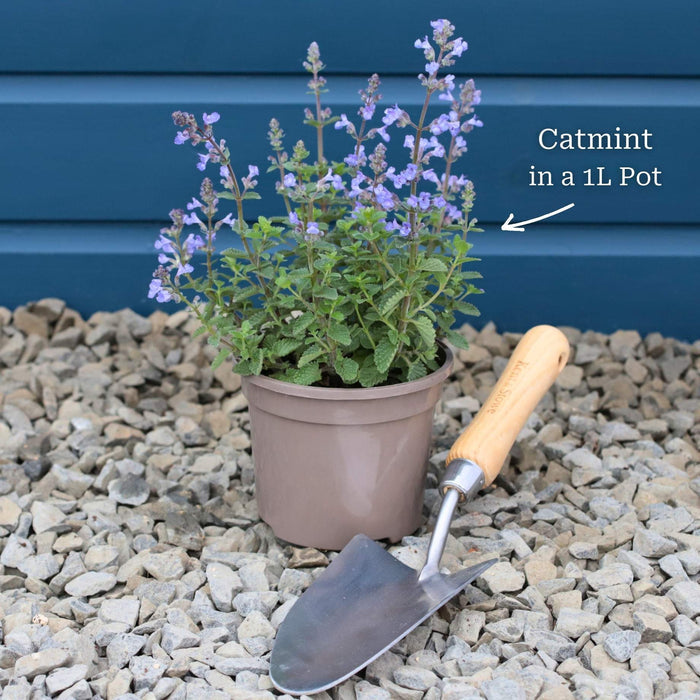 Garden-ready Plant in a 1L Pot