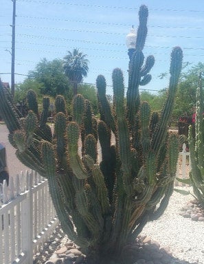 Cereus repandus / Cereus peruvianus