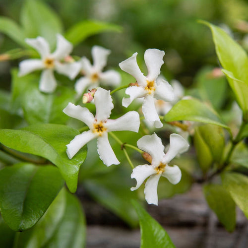 Chinese Jasmine | Trachelospermum asiaticum Climbing Plants