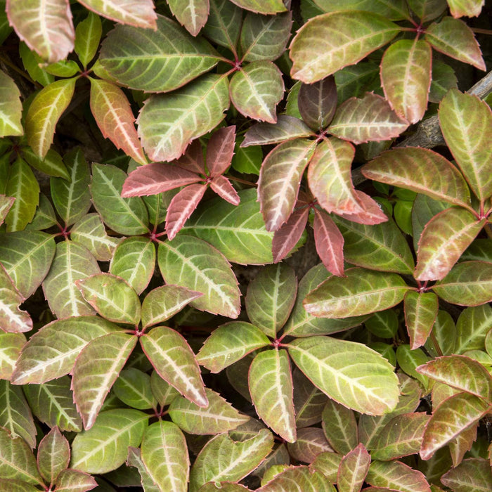 Chinese Virginia Creeper | Parthenocissus henryana Climbing Plants