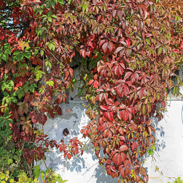 Chinese Virginia Creeper | Parthenocissus henryana Climbing Plants