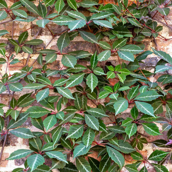 Chinese Virginia Creeper | Parthenocissus henryana Climbing Plants
