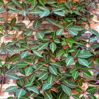 Chinese Virginia Creeper | Parthenocissus henryana Climbing Plants