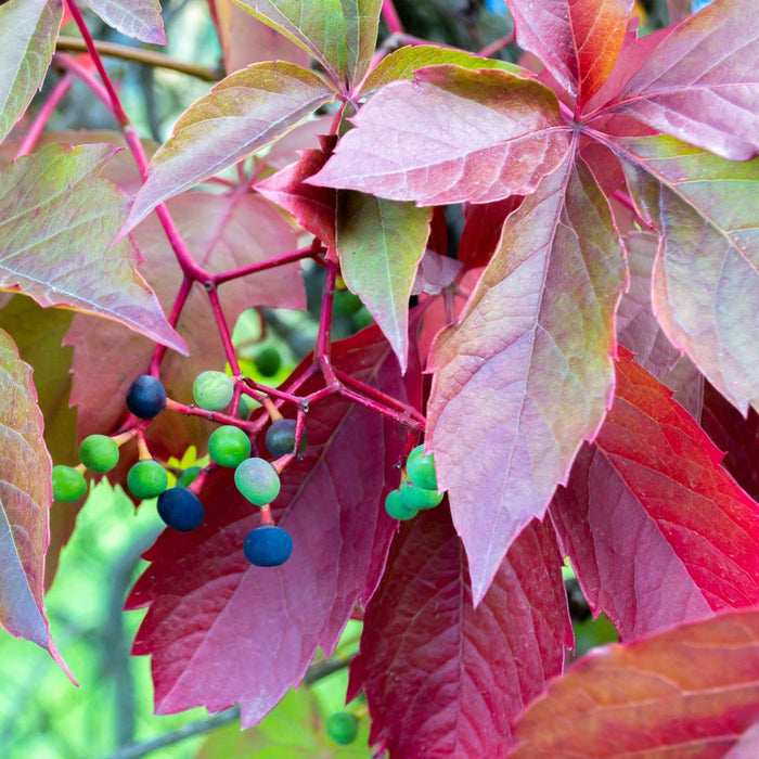 Chinese Virginia Creeper | Parthenocissus henryana Climbing Plants